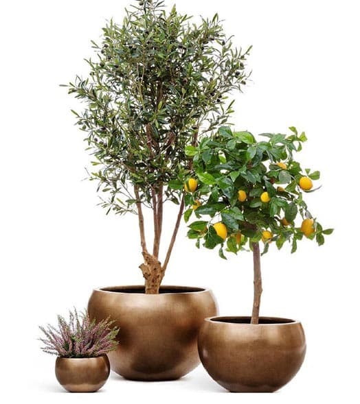 content-homepage-image